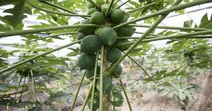Gehen sie auf genussvolle entdeckertour. Der Garten Eden Von Wolhusen Hat Ausgebluht