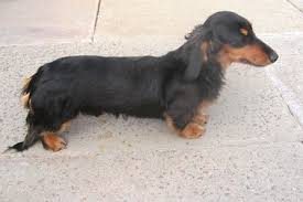 Select from premium long haired dachshund of the highest quality. 15 Glorious Diverse Dachshund Breed Tips And Ideas Dachshund Breed Long Haired Dachshund Dachshund Puppies