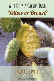 These are little holes on the flesh or skin of the cactus. Why Does A Cactus Turn Yellow And Brown How To Save It Succulent Plant Care