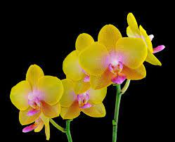 Pin By Olof Af Hammarcrona On Orchids Orchid Flower Beautiful Orchids Phalaenopsis Orchid