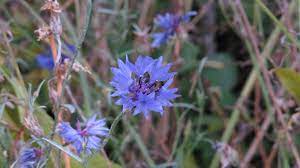 Wednesday Weed Cornflower Bug Woman Adventures In London