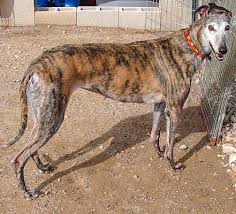 Pin On Help Me Find My Forever Home