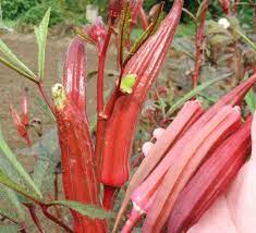 Check spelling or type a new query. Cara Budidaya Okra Merah Yang Benar Dan Lengkap
