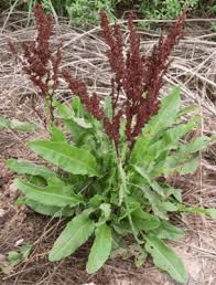 Image result for Rumex crispus