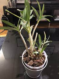 Dendrobium Kingianum 02 25 2019 Dendrobium Orchids Plants Orchids