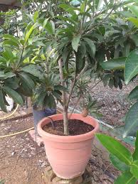 Pokok durian dalam pasu | blog muhasab… 294 x 480 · jpeg. Pokok Durian Belanda Dalam Pasu Karya Ku Paridah Ishak Durian Batang Mas Apabila Anda Menambah Pokok Di Kediaman Anda Berikan Pasu Untuk Setiap Pokok Anda Soe Hwat