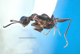 Image result for Gonatopus