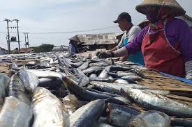 Gambar menjemur ikan asin kartun. 8pivb6xn Gz8m