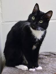 During adolescent growth, kittens may begin acting macho and may be less affectionate. Pet Adoption Group Celebrates Adopt A Shelter Dog Month Local News Nonpareilonline Com