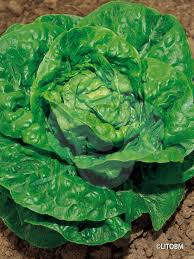 Image result for Lactuca schultzeana