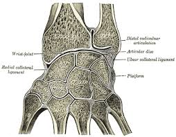 Die diagnostik einer tfcc läsion besteht zunächst aus einer anamnese. Triangularer Fibrokartilaginarer Komplex Wikipedia