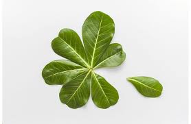 Maybe you would like to learn more about one of these? Why Are My Azalea Leaves Dropping Complete Solutions What For Me
