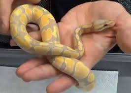 Banana Ball Python A Total Care Guide With Pictures