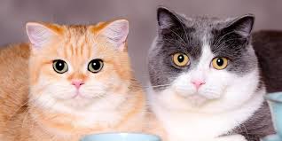 Gambar kucing lucu (@gambar_kucingl) adlı kişinin en son tweetleri. 20 Nama Kucing Lucu Jantan Betina Singkat Beserta Artinya Pintarpet