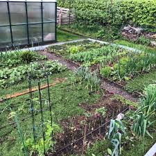 Mulchen wann, giesst du noch oder mulchst du schon alles zum richtigen mulchen garten fraulein der garten blog. Vom Mulchen Im Gemusegarten Achims Garten