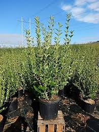 Image result for ligustrum ovalifolium