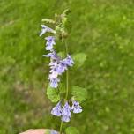 Wild, Edible Plants - Tent Talk