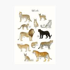 Compare the length of the bigger foot with the size table to find your perfect shoe size. Wild Cats Poster By Amyhamilton Redbubble