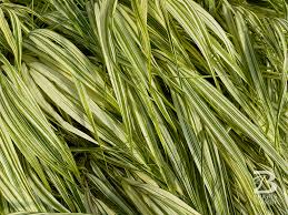 Image result for Hackelochloa