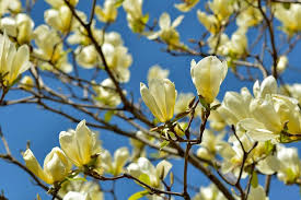 The golden chain tree is a deciduous tree growing 15 to 25 feet, blooming with yellow flowers in late spring. Magnolia Yellow Bird