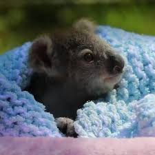 Koala On Instagram Ooooh Cuteness Lovable Koala Like Share With Your Friends If You Like This Adorable Cute Baby Animals Cute Animals Koala Bear