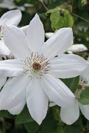 Image result for Clematis