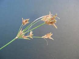 Image result for Fimbristylis dichotoma
