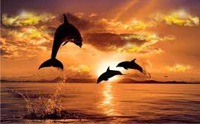 Please contact us if you want to publish a dolphin sunset wallpaper. Dolphin Sunset Wallpapers Top Free Dolphin Sunset Backgrounds Wallpaperaccess