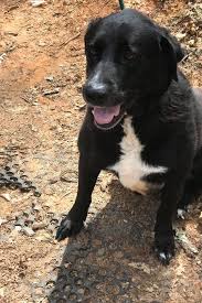 The australian shepherd mix is a cross between an australian shepherd and another dog breed. Dog For Adoption Jacob A Labrador Retriever Australian Shepherd Mix In Blue Ridge Ga Petfinder