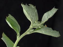 Image result for Atriplex suberecta