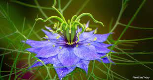 Nigella Flower Care How To Grow Love In A Mist Plant