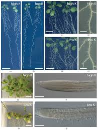 They contain a variety of antioxidants like sesamin helping with hair growth means longer hair and that would be sulfur~ sulfur increases length as does zinc! Plants Free Full Text Potassium In Root Growth And Development Html