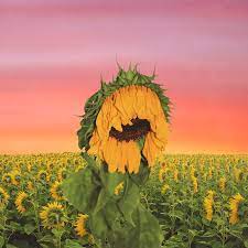 Produced entirely by tyler, the album features guest vocals from a range of artists, including frank ocean, asap rocky, anna of the north, lil wayne, kali uchis, steve lacy, estelle, jaden smith and rex orange county. An Album Cover I Made For Flower Boy Ofwgkta