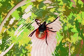 Maybe you would like to learn more about one of these? Borelioza Priznaky A Lecba