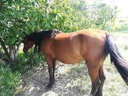 Save tons of money and make your own calcium and magnesium supplement for your cannabis and other plants. Turdanews Un Cal Cu Tumoare Este LÄƒsat SÄƒ Sufere De Mai Bine De Un An AtenÈ›ie Imagini Cu Impact EmoÈ›ional