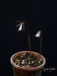 Image result for Nervilia