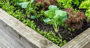 Kräuter und gemüse aus samen selbst zu ziehen macht spaß und bringt abwechslung in den garten. Samen Saatgut Samereien Samen Kaufen Gartenversandhaus De