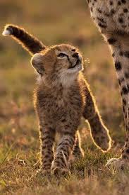 Sign In Cute Animals Animals Wild Cats
