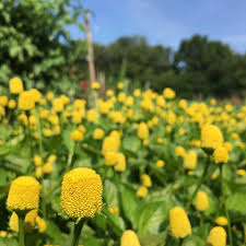 Image result for Spilanthes