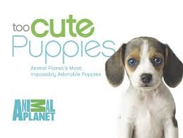 See more ideas about puppies, cute puppies, cute animals. Too Cute Puppies Animal Planet S Most Impossibly Adorable Puppies Planet Animal 9780373892860 Amazon Com Books
