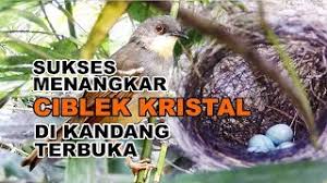Burung milik yenkuro le losari enterprise comal bersatu pemalang jawa tengah indonesia. Tailorbird Wikivisually