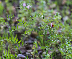 Image result for Vicia sativa