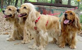 Rus Spaniel Agirligi Ne Kadardir Kopek Yavrusu Besleme