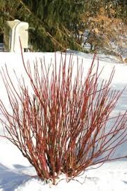 A twiggy 'bonfire' with winter stems in shades of orange and red at the. 12 Best Red Twig Dogwood Ideas Twig Dogwood Dogwood Red Twig Dogwood