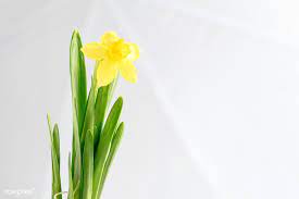 Daffodil Flower On White Background Visit Monika Grabkowska To See More Of Her Food Photography Free Image By Daffodil Flower Daffodils Easter Illustration