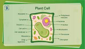 Check spelling or type a new query. What Is A Plant Cell Definition Diagram And Structure