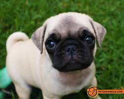 Quanto Custa Um Pug Quais Os Valores Do Filhote