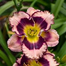 We did not find results for: Premium Daylilies Walters Gardens Inc