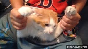 Cat panting can have many underlying causes. Cat In My Pants On Make A Gif