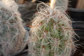 At first they grow circular but unlike the golden barrel cactus, will grow tall and slender reaching up to 3 feet in height and 5 inches in width. 52 Best Hairy Cactus Images Stock Photos Vectors Adobe Stock